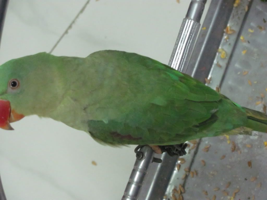 Xin hướng dẫn về cách nuôi Xích Thái Lan