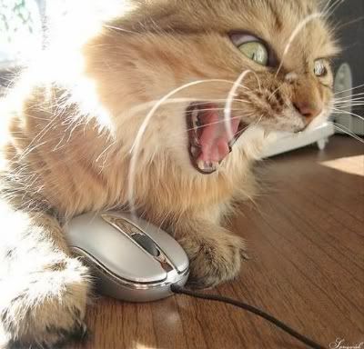 Este gato no tiene internet en su casa