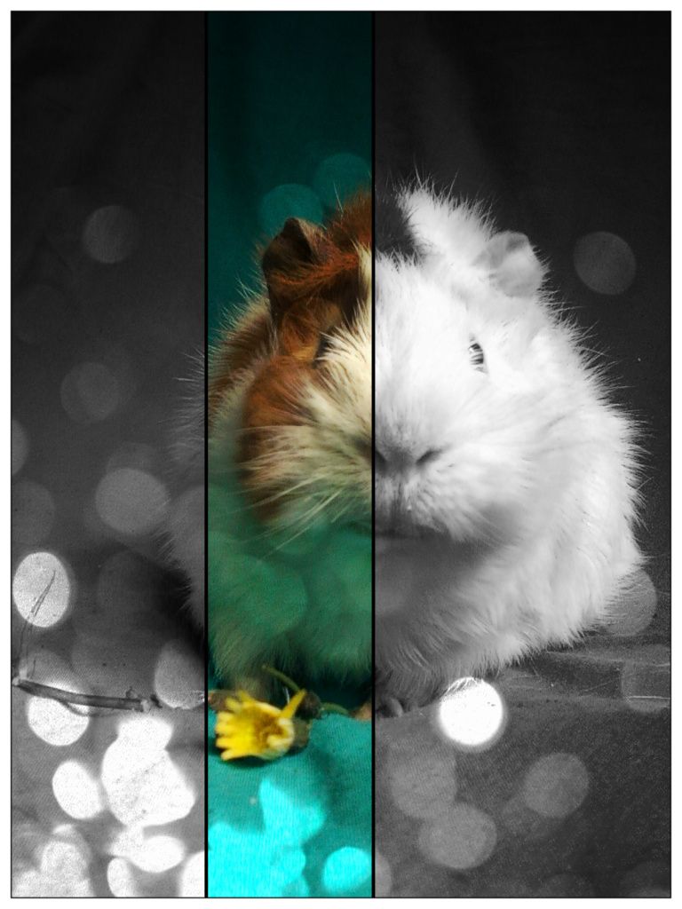 animalitos animalitos