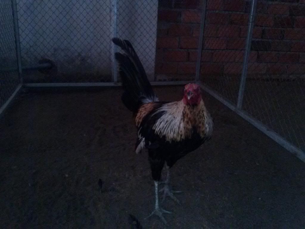 TraiGaDa.net- Bán Gà Đá Tiền - 2