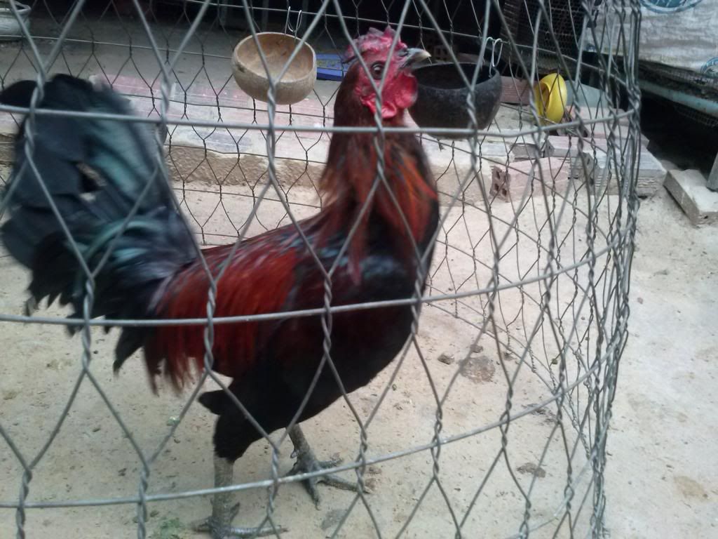 TraiGaDa.net- Bán Gà Đá Tiền - 3