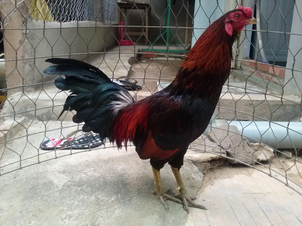 TraiGaDa.net- Bán Gà Đá Tiền - 1