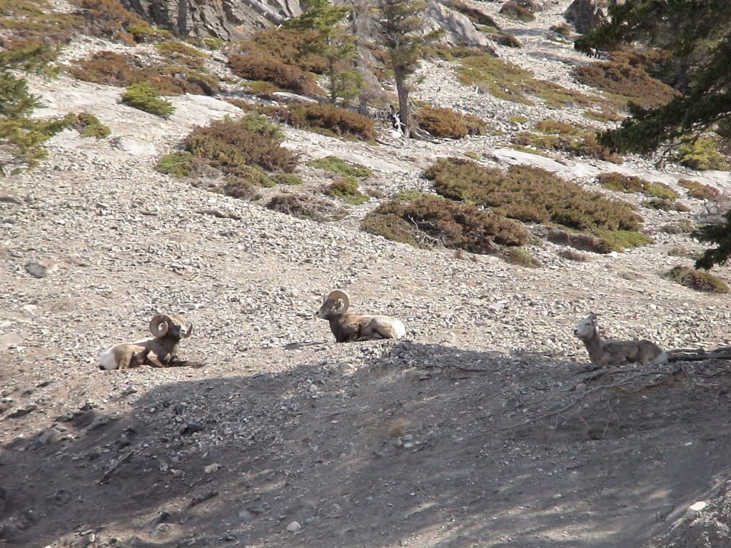 2011年4月加拿大西部山脉公园之旅-12 <wbr>(Goat)