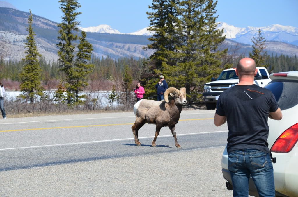 2011年4月加拿大西部山脉公园之旅-12 <wbr>(Goat)