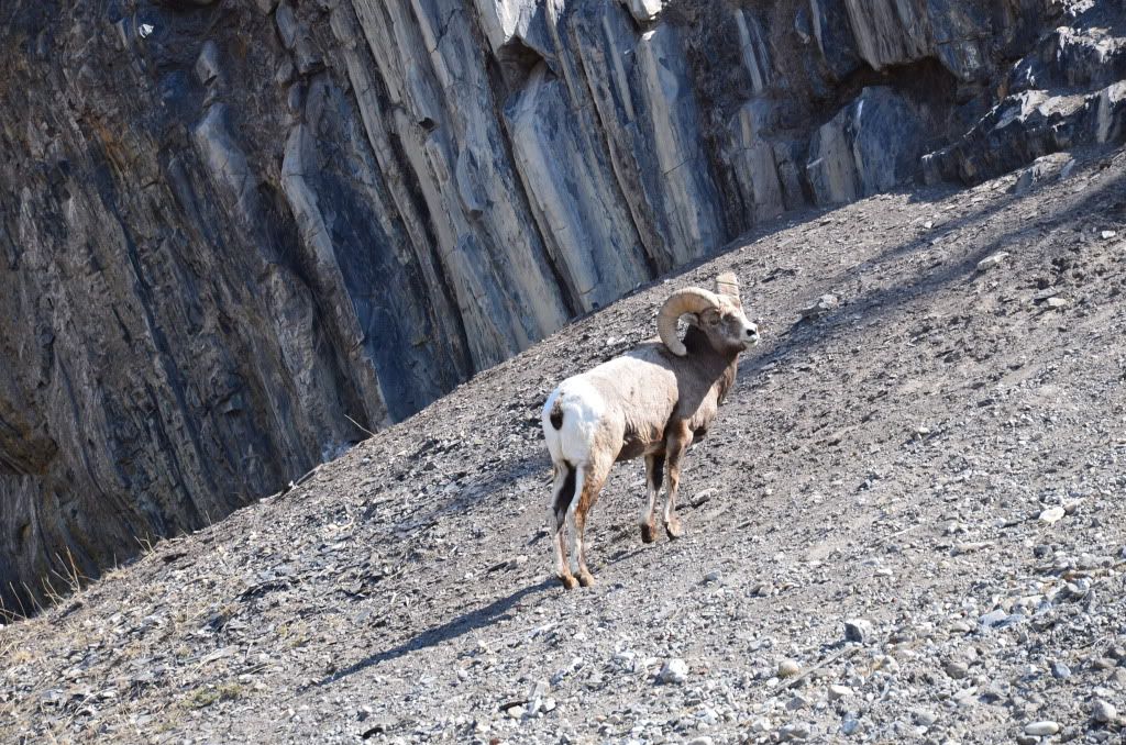 2011年4月加拿大西部山脈公園之旅-12 <wbr>(Goat)