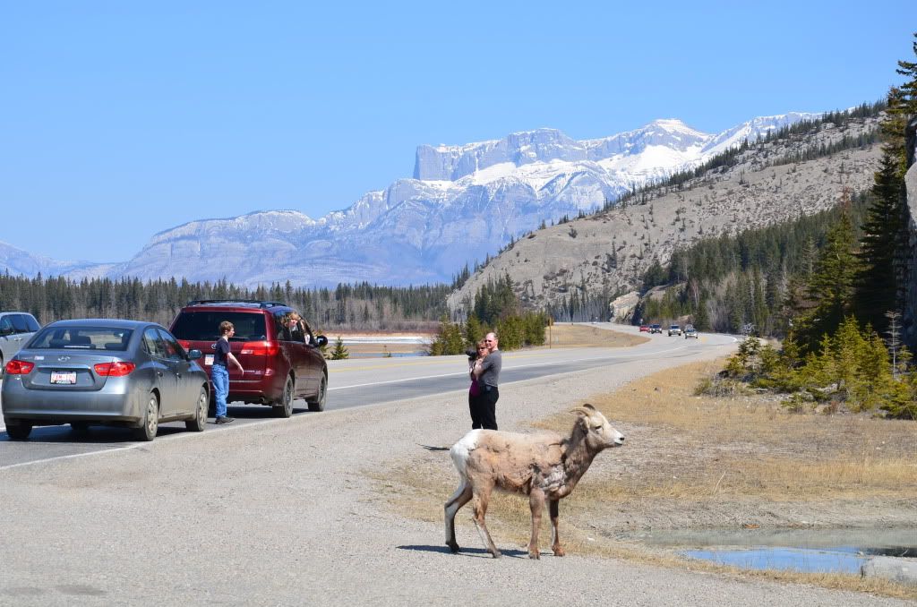 2011年4月加拿大西部山脈公園之旅-12 <wbr>(Goat)