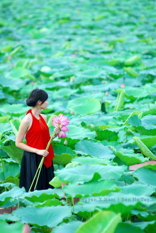 cuối tuần dzẩn em ra ngoại thành ngắm hoa sen!