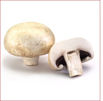 Champignon.jpg