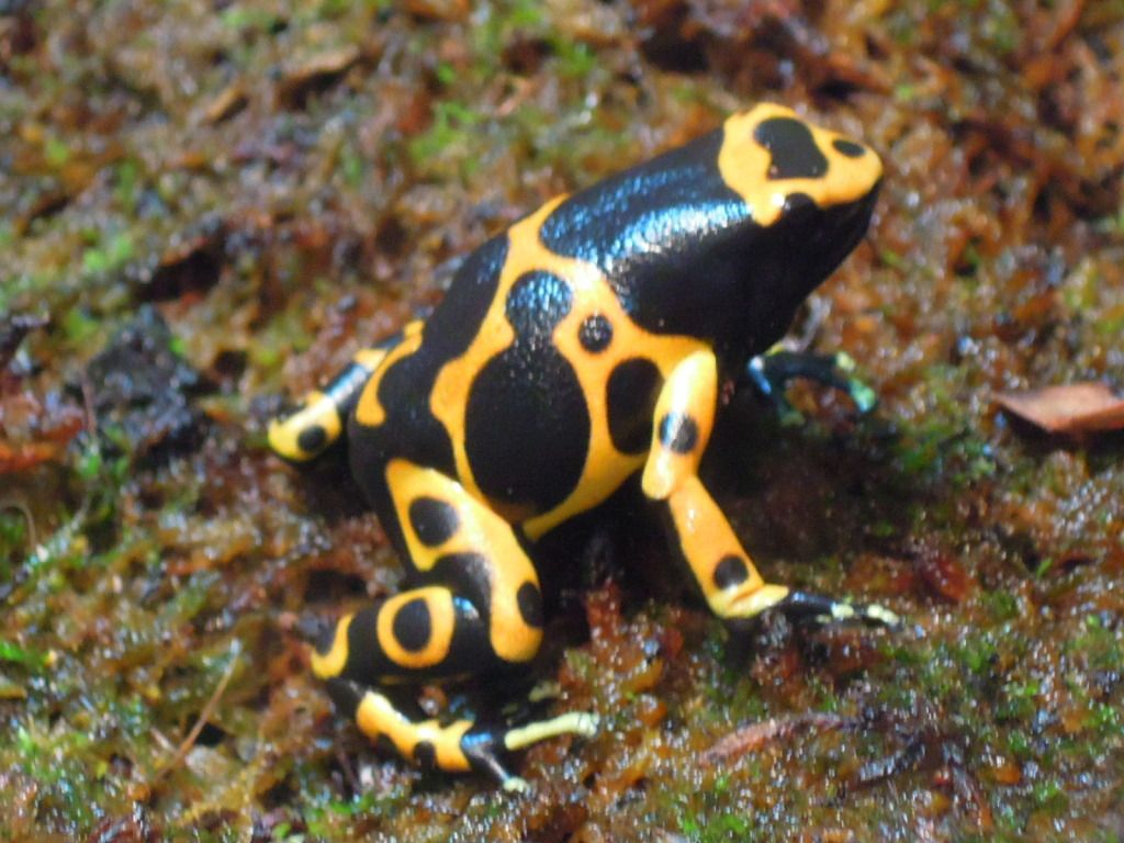 SE England Dart frogs for sale Reptile Forums