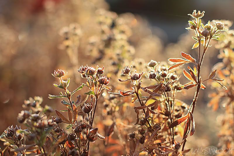 flash card photo restore - potentilla seed heads in the frost