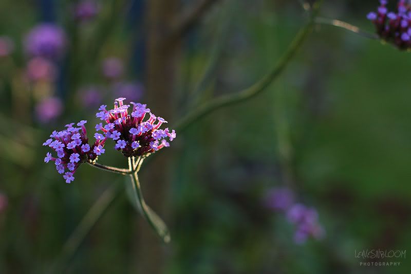 degrees of kelvin white balance - purple verbena flowers with a hint of light catching the flowers