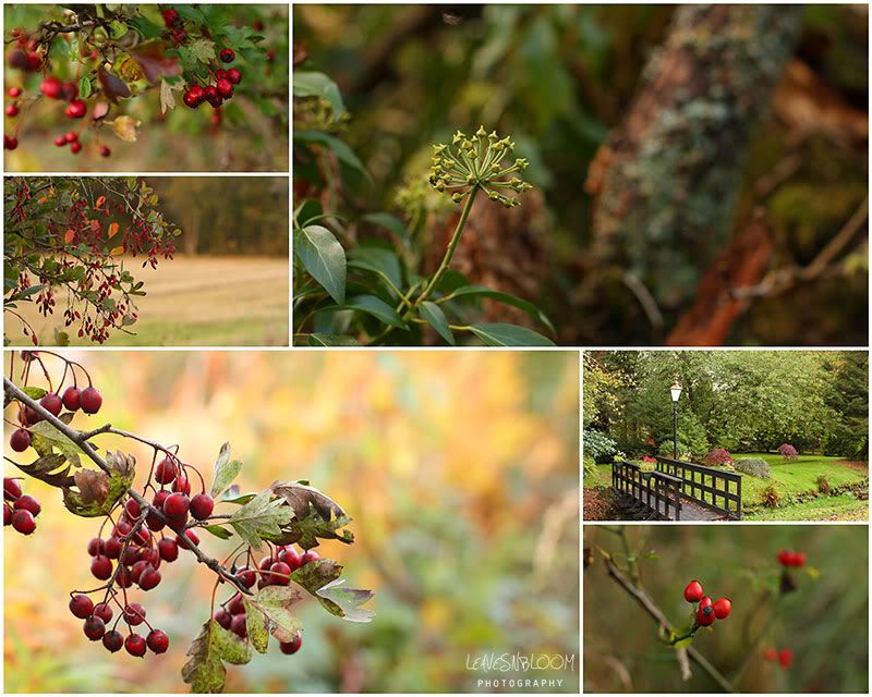 degrees of kelvin white balance - autumn photos of berries, ivy flowers and rosehips