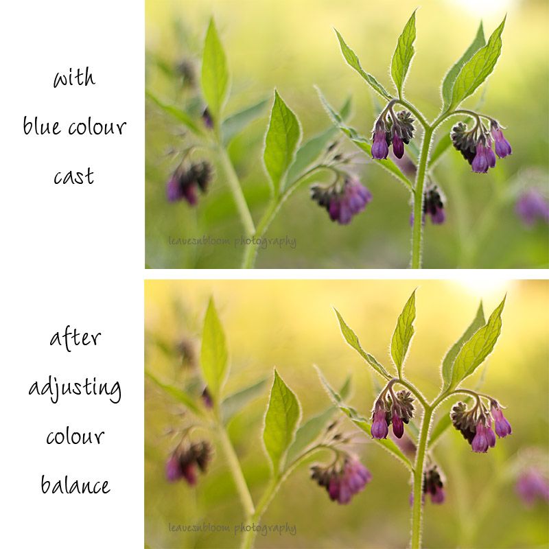  fix colour casts - before and after the colour balance adjustment in photoshop cs5