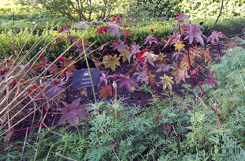 Poison garden - Ricinus communis - Castor Oil plant - Ricin with Pulsatilla vulgaris - Pasque flower Poison Garden Alnwick