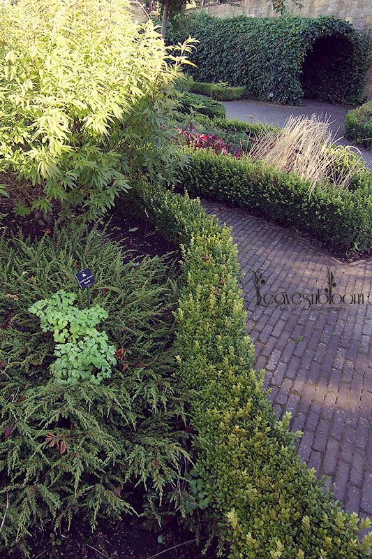 Poison garden - Juniperus communis repanda, Aquilegia,Vitex agnus castus - the Chaste tree