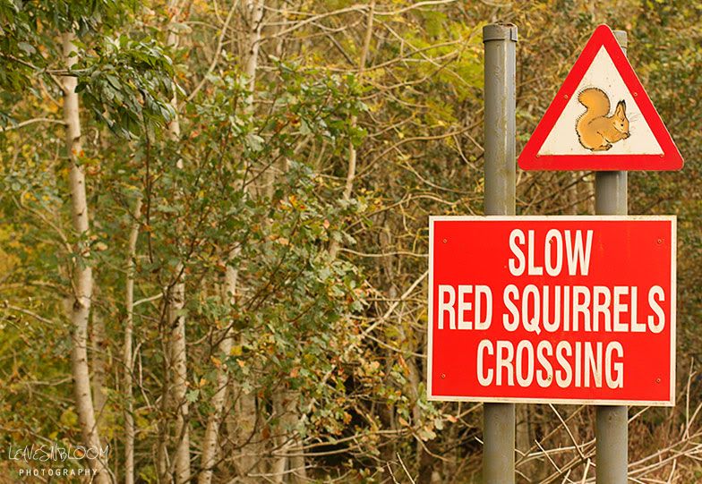 degrees of kelvin white balance - red sign about red squirrels near Glenalmond, Perhthshire
