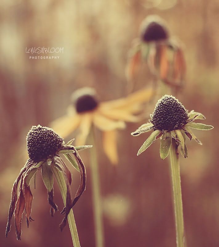 flash card photo restore - rudbeckia fading flowers in the frost