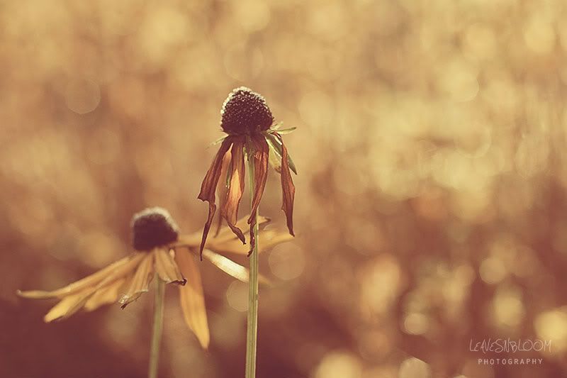 flash card photo restore - rudbeckia fading flowers