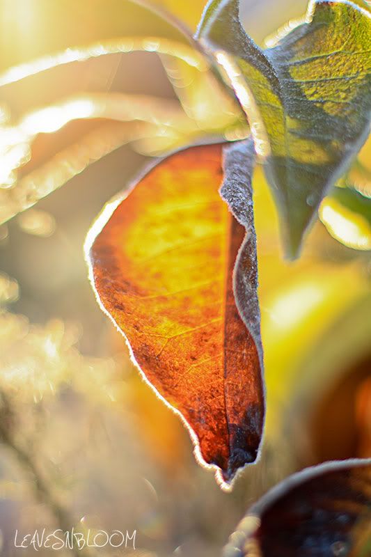 flash card photo restore - glowing magnolia leaf in the frost