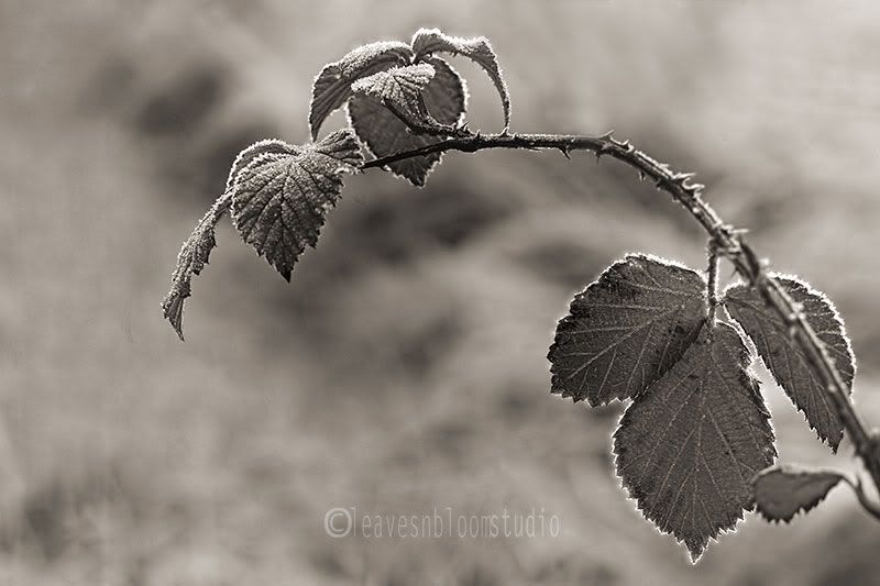 this is a monochrome black and white image of wild bramble leaves ribbed with light - five in ten photography composition