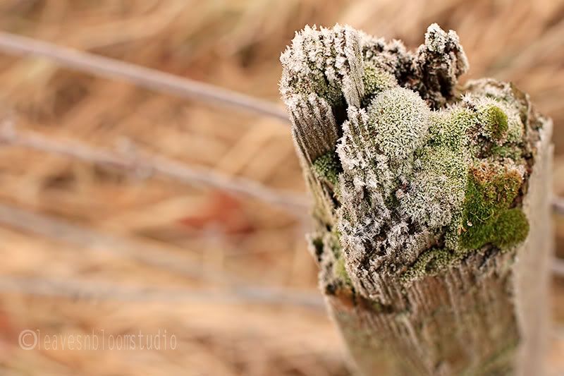 this is an image of different frosted mosses on top of a fence post- five in ten photography composition