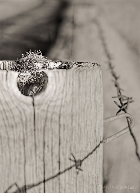 leading lines photography, moss growing on fence post with barbed wire