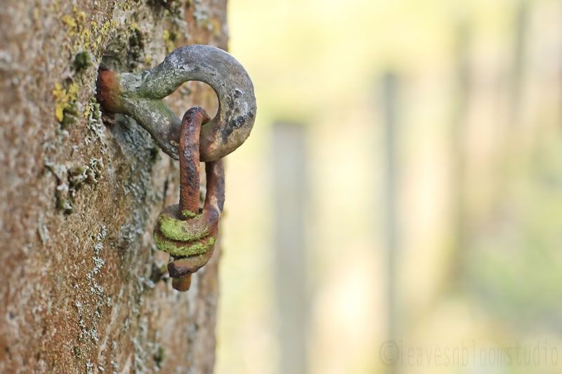 a student of composition - rusty chain on lichen stone