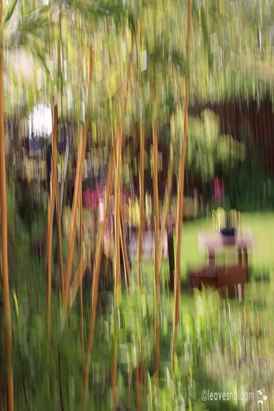Impressionist painterly photographs - Phyllostachys aurea