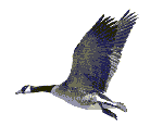 Manuk