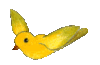 burungkuning