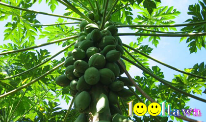 PepayaGokil1