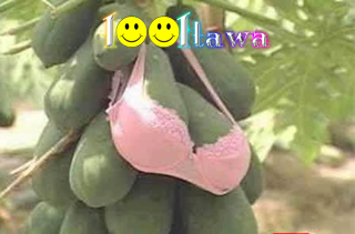 PepayaGokil2