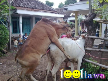 Sapi