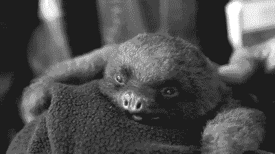 babyanimalofsomething.gif