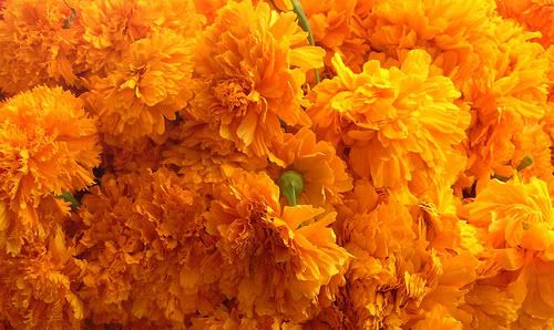 Las Flores de la Muerte: Cempazúchitl Las Flores de la Muerte: Cempazúchitl
