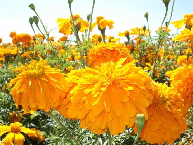 flores flores