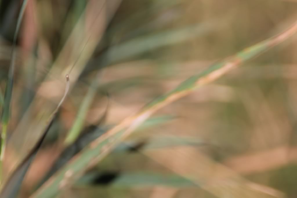 IMAGE: http://i1100.photobucket.com/albums/g412/garrykirsch/Speed/IMG_1236_filtered_sm.jpg