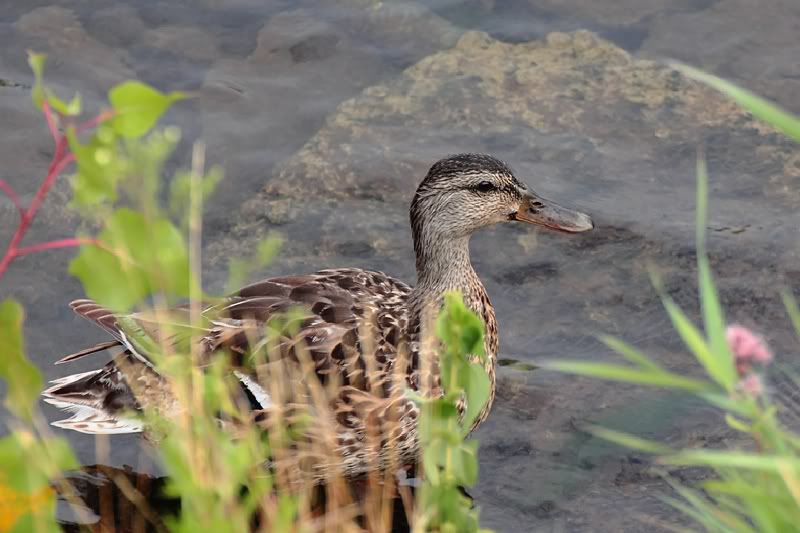 IMAGE: http://i1100.photobucket.com/albums/g412/garrykirsch/stuff/duck_sm-1.jpg