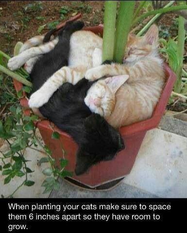 planted cats