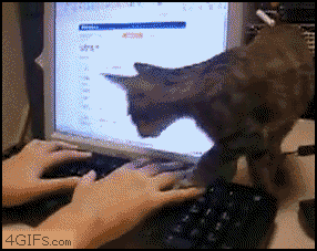 cat_megusta.gif