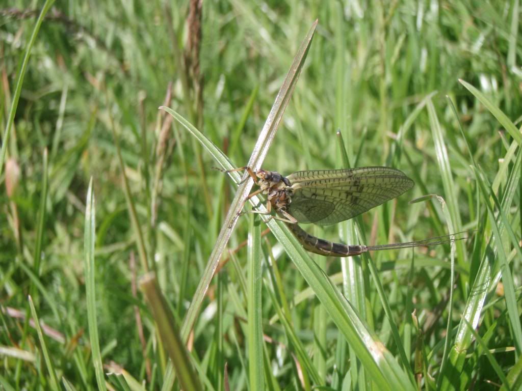 EphemeraDanica_zpscb5533f8.jpg
