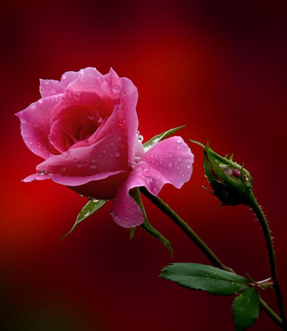  photo tumblr_m73dd3ZoQD1qefrmxo1_1280.jpg