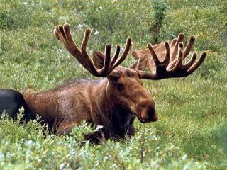 moose deer
