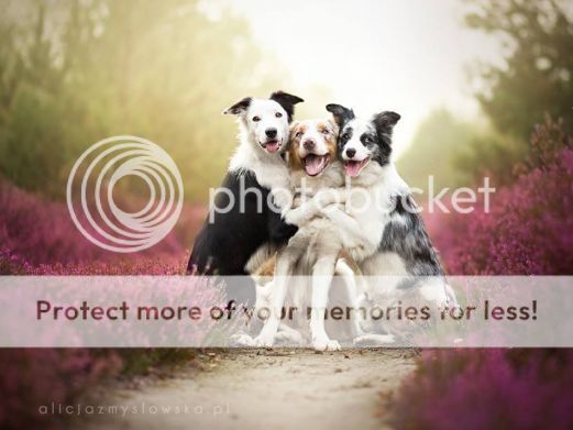 Amazing Dogs Photography Beautiful-Animal-Photography-1