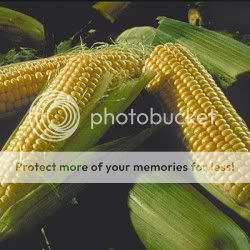 Corn Sweet Corn cd Culture Growing Breeding 30 Bks lot  