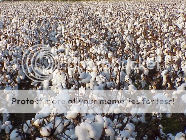 Cotton Growing Wool cd Planting Culture Farming 30 bks  